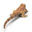 3d rigged lizards chameleon iguana