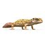 3d rigged lizards chameleon iguana