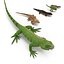 3d rigged lizards chameleon iguana
