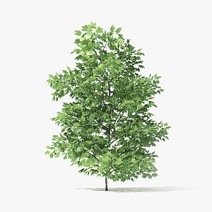 3 Meter Norway Maple Tree