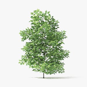 3 Meter Norway Maple Tree