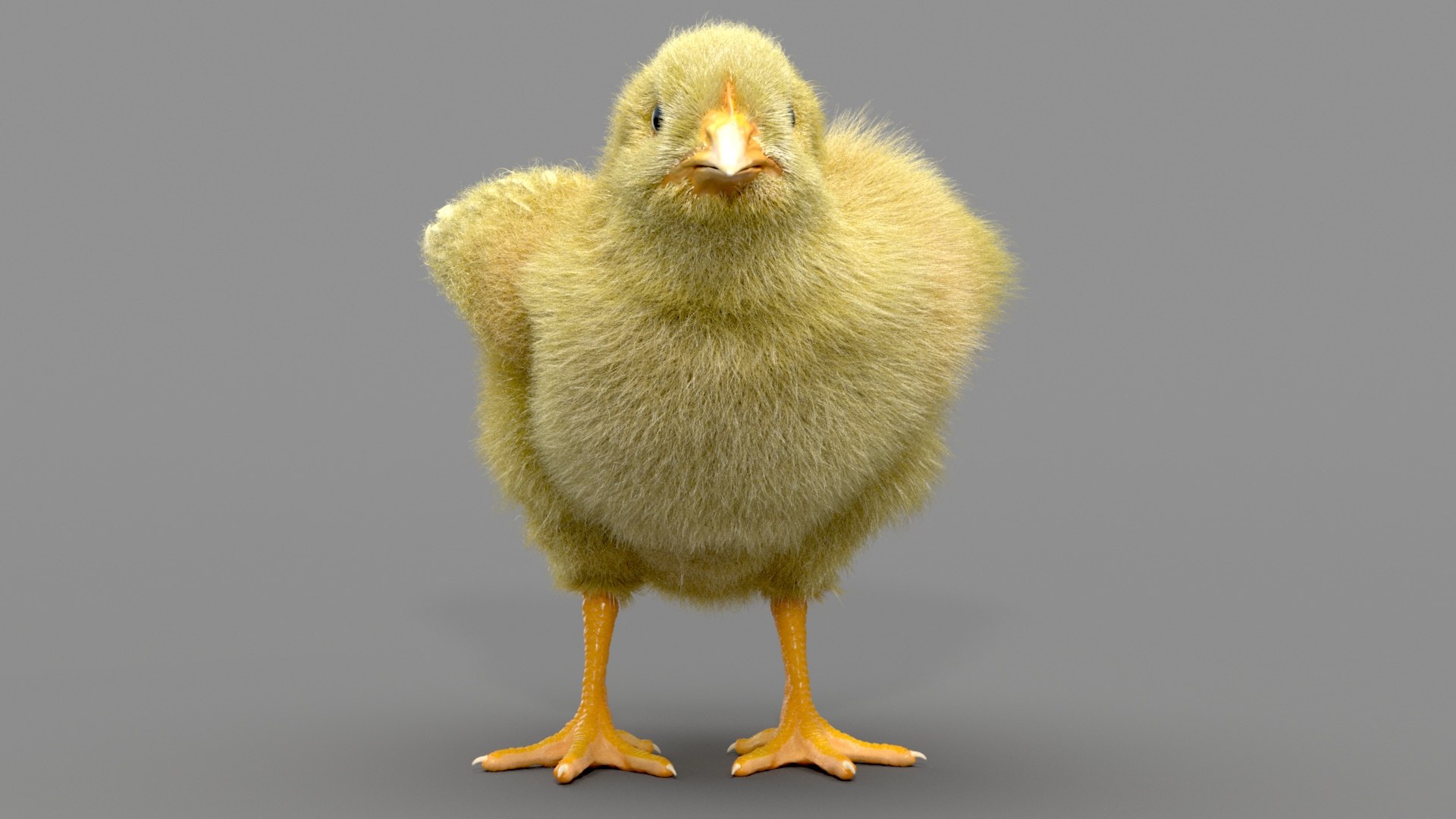 3D Chicken Realistic Ornatrix Model - TurboSquid 1532183
