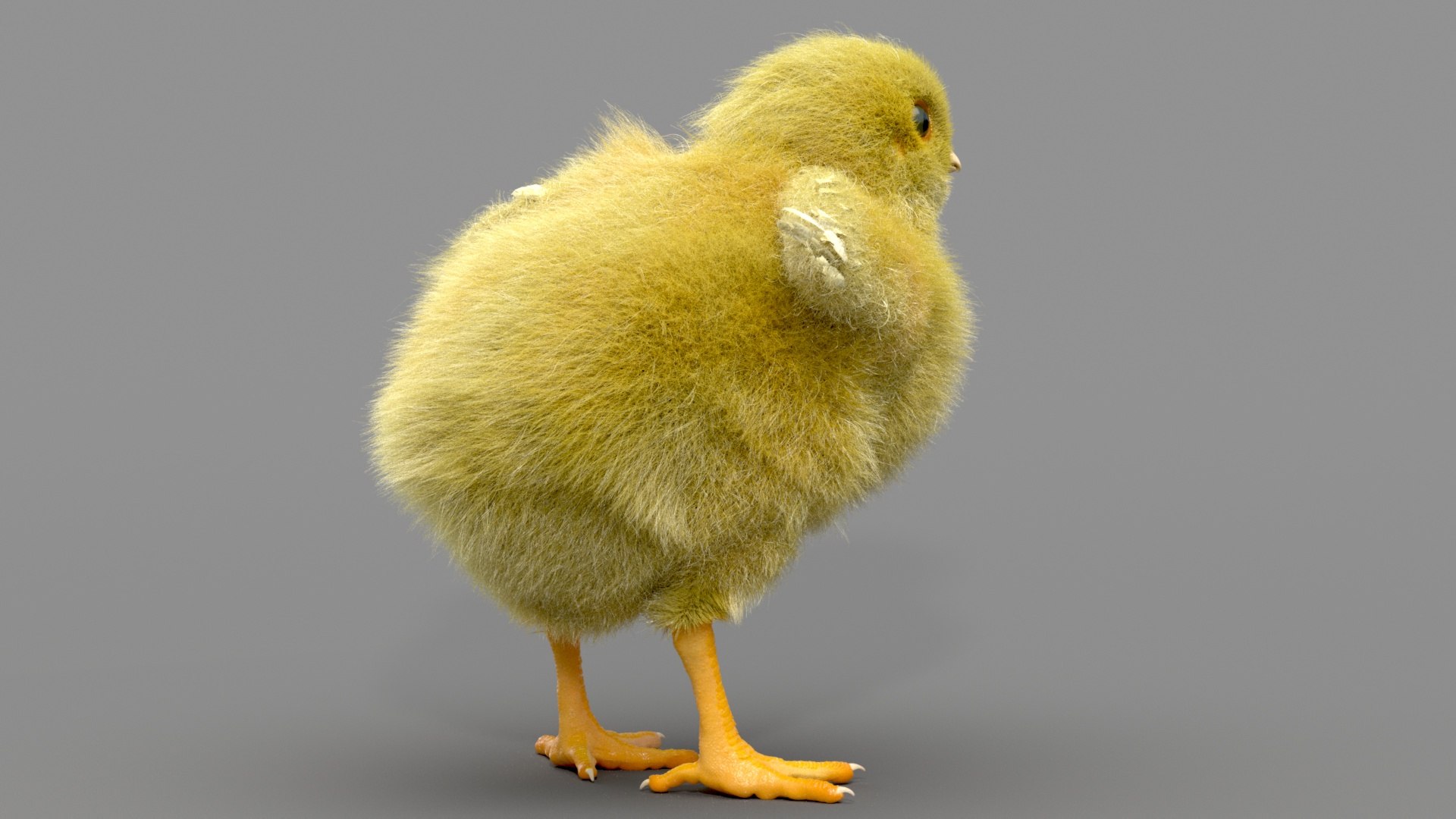 3D Chicken Realistic Ornatrix Model - TurboSquid 1532183