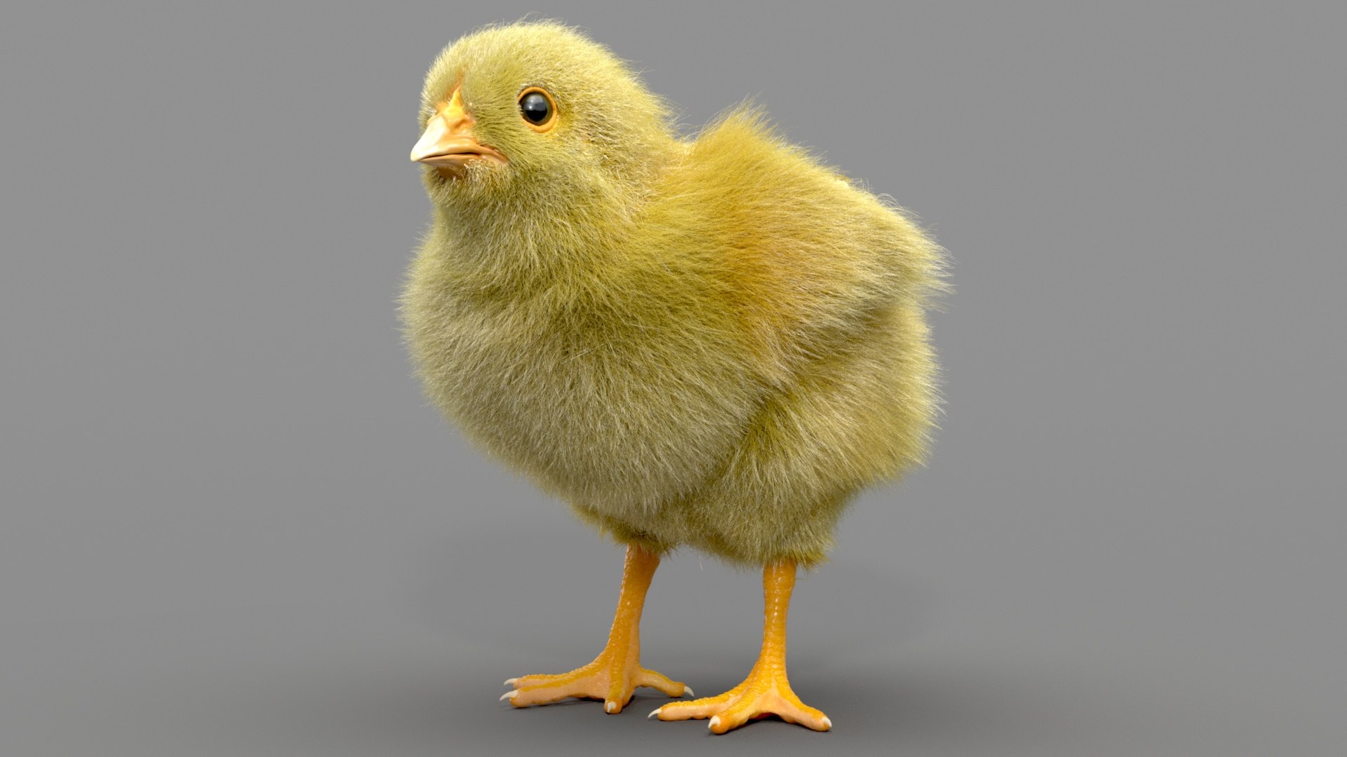 3D Chicken Realistic Ornatrix Model - TurboSquid 1532183