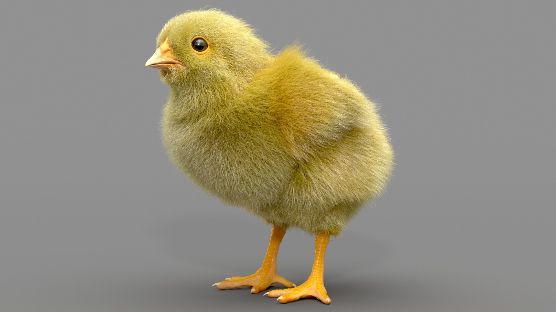 3D Chicken Realistic Ornatrix Model - TurboSquid 1532183