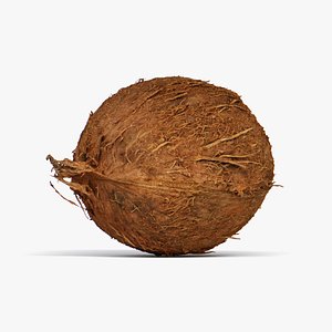 Coconut 3D model