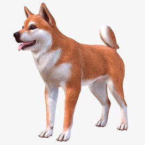 Dog - Akita Inu 3D model
