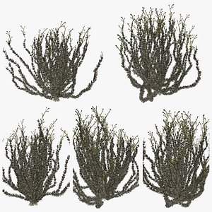 Sagebrush Bushes Plant Collection