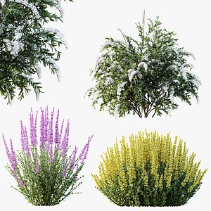 AV Spring bushes Spiraea Cinerea Grefsheim Flowering and Calluna Vulgaris Helena model
