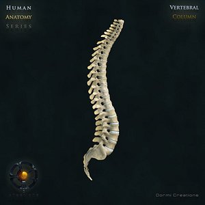 Human Vertebral Column (Rigged)