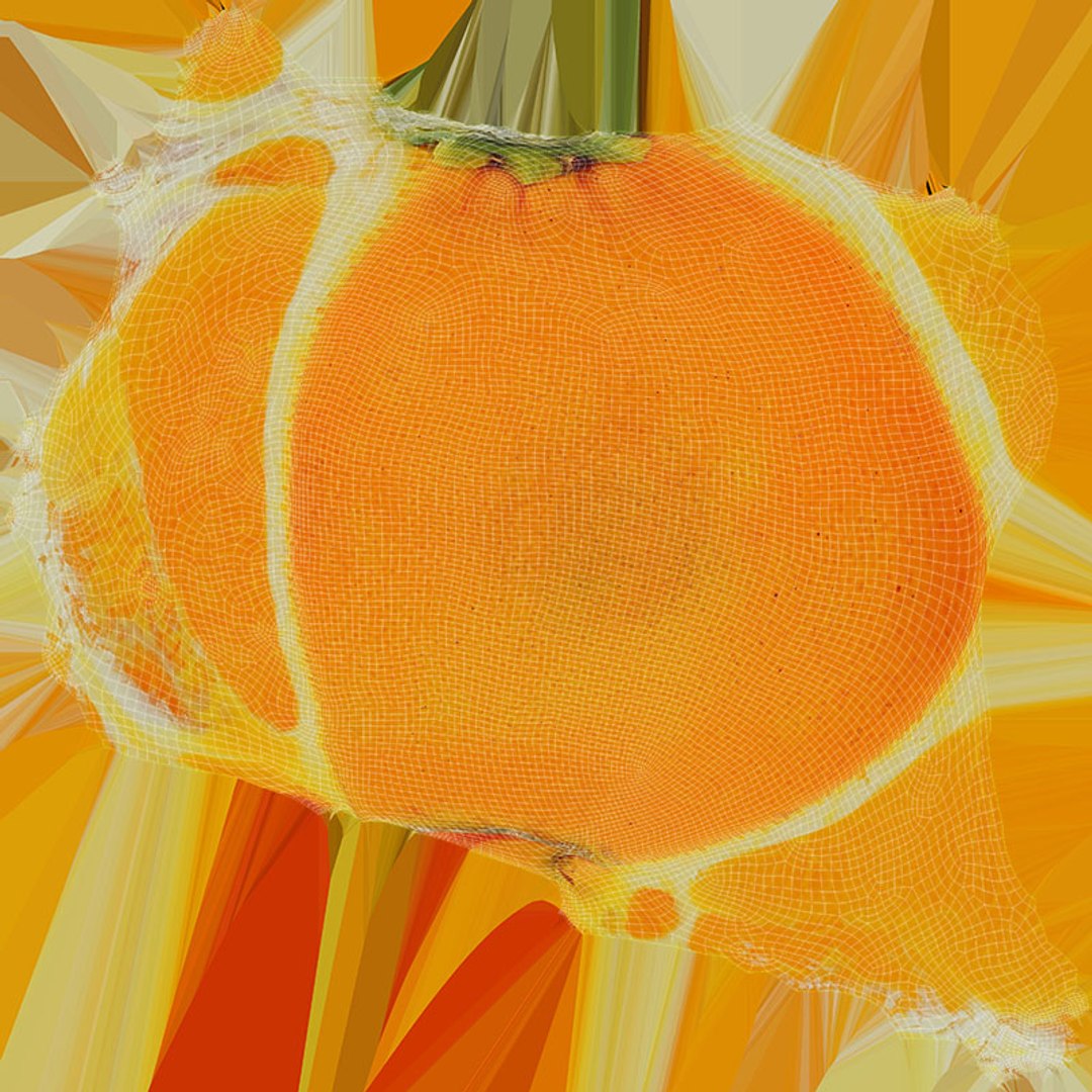 3D Orange Collection model https://p.turbosquid.com/ts-thumb/Z4/aJlHEM/h7/orangecut2_d0004/jpg/1717922393/1920x1080/fit_q87/fd20eaaacf360303ab3c55748138946f1b054319/orangecut2_d0004.jpg