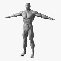Muscular Male Base Mesh