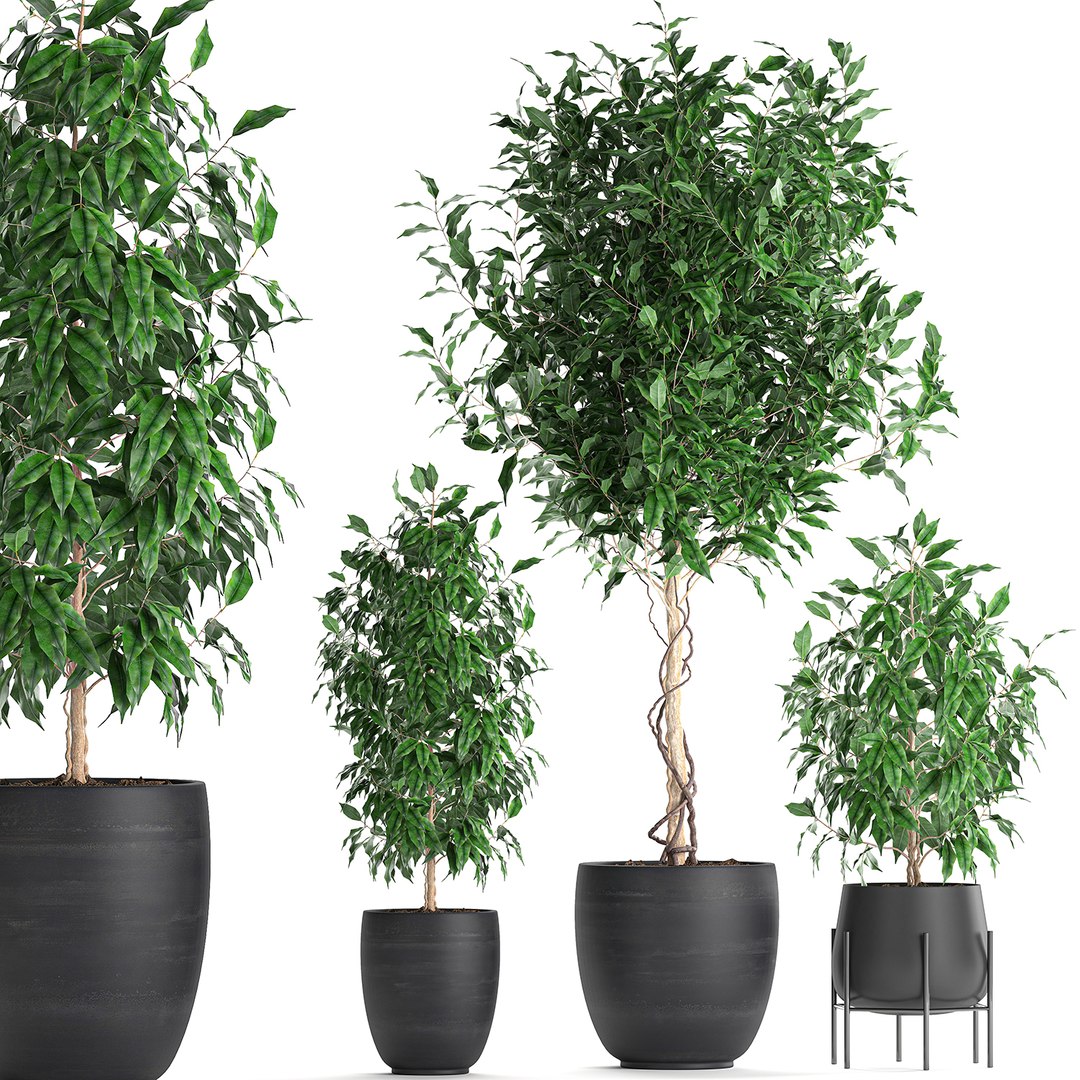 Decorative trees interior pots 3D model - TurboSquid 1563766