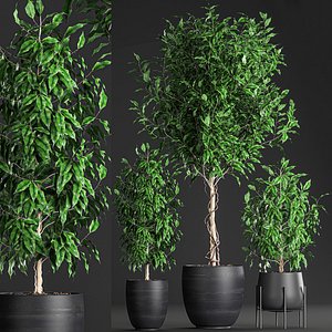 decorative trees interior pots 3D model
