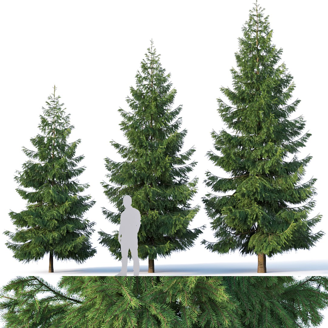 3D fir trees - TurboSquid 1376601