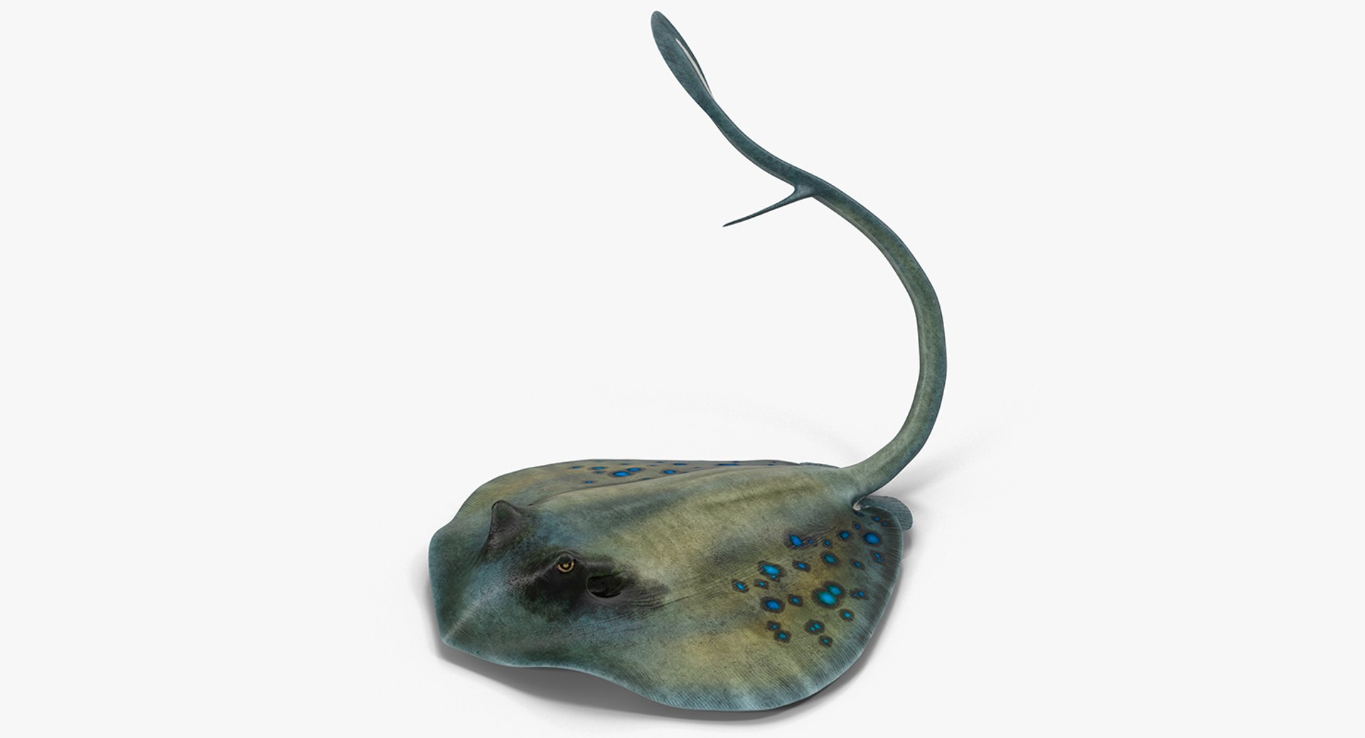 Spotted Stingray Pose 2 3D Model 3D model preview