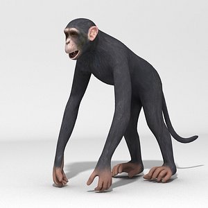 realistic chimpanzee animation teeth 3d model
