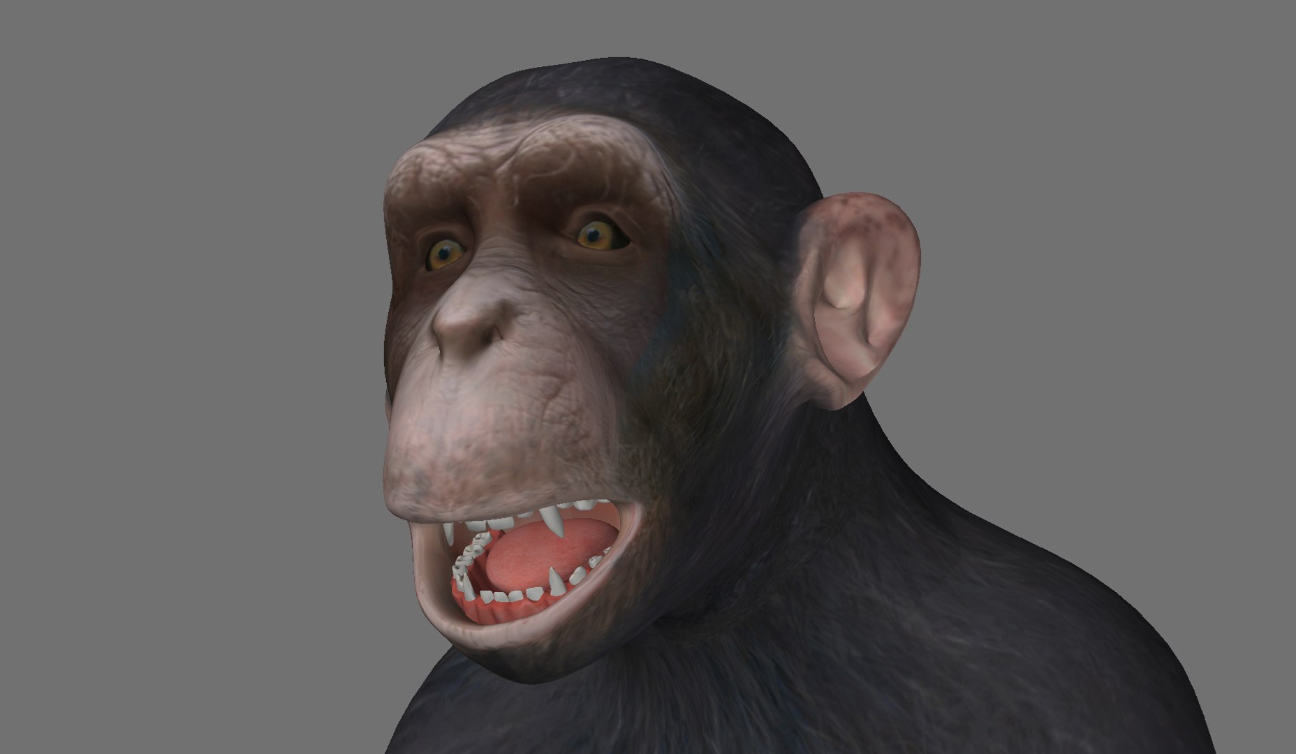 Realistic Chimpanzee Animation Teeth 3d Model