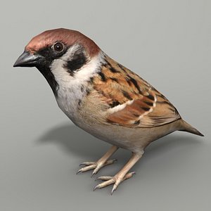 Sparrow