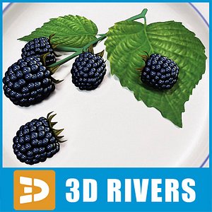 blackberry berries fruit 3d model