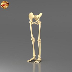 Lower Body Skeleton