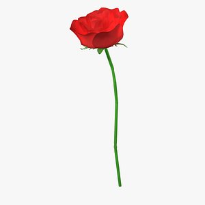 Rose with Veins