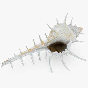 Murex Ternispina Pose 2 3D model