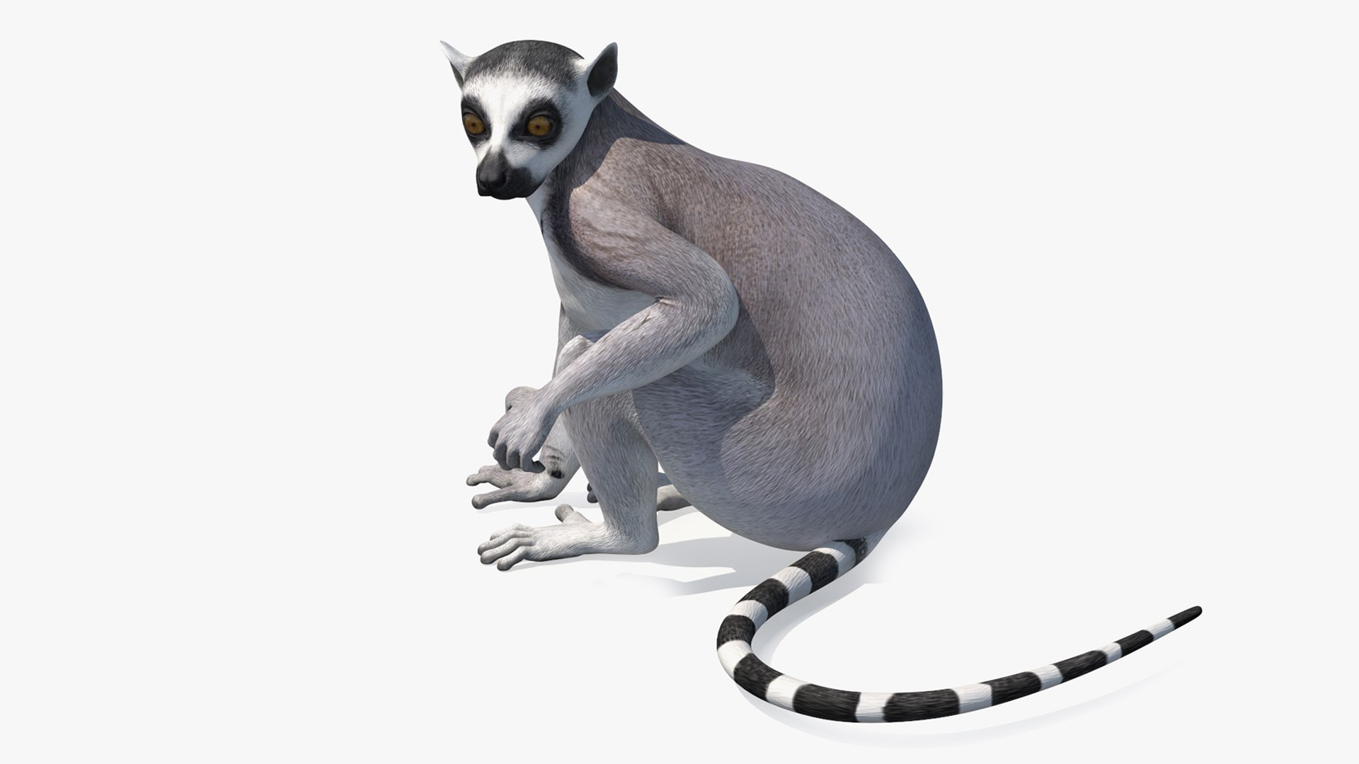 3D African Mammals Rigged for Cinema 4D Collection 3 https://p.turbosquid.com/ts-thumb/Z5/RV9pnF/UA/lemurriggedforcinema4dc4dmodel041/jpg/1711439182/1920x1080/fit_q87/52cce8a2bd9154d6603070a34888abd0186566f9/lemurriggedforcinema4dc4dmodel041.jpg