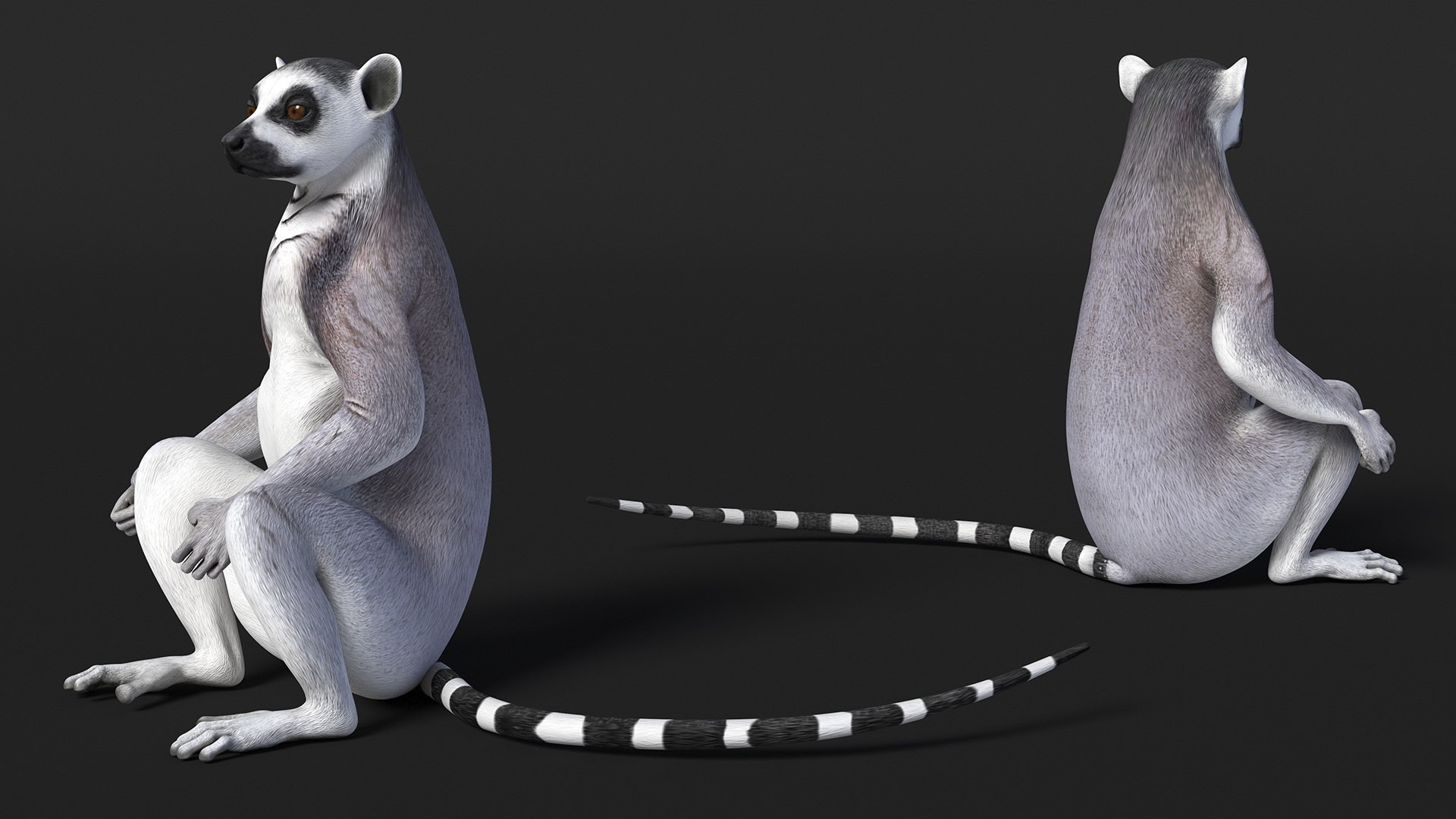 Lemur Rigged for Cinema 4D model https://p.turbosquid.com/ts-thumb/Z5/RV9pnF/fs/lemurriggedforcinema4dc4dmodel017/jpg/1711421429/1920x1080/fit_q87/53d5afcb6d27d39e103b7474e30dbbb040993d33/lemurriggedforcinema4dc4dmodel017.jpg