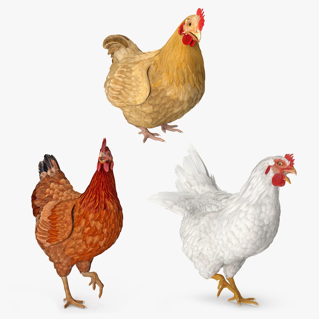 Rigged Chickens Collection 3D model preview