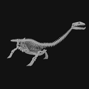 Plesiosaur Skeleton model