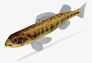 Percina copelandi Channel Darter