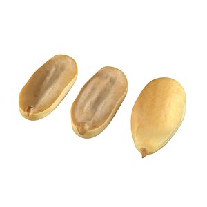 3D Peanut kernel white