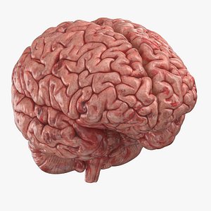 Human Brain (3D Printable)