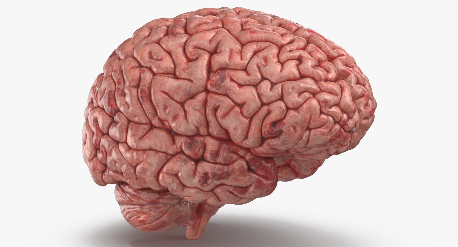 3D model human brain https://p.turbosquid.com/ts-thumb/Z5/mkFpdN/nvFvgYbG/human_brain_thumbnail_0005/jpg/1540280732/1920x1080/fit_q87/283f7c52a031d3a9e9d3b4399a9fa5cee2cecc52/human_brain_thumbnail_0005.jpg