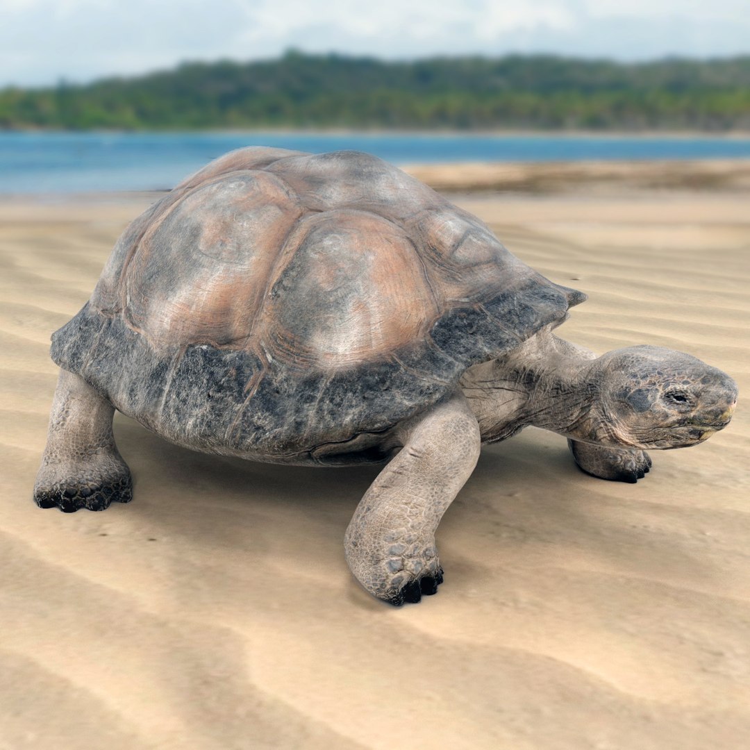 Tortoise Turtle 3d Model