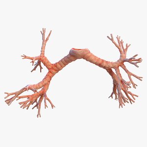 Human Bronchi