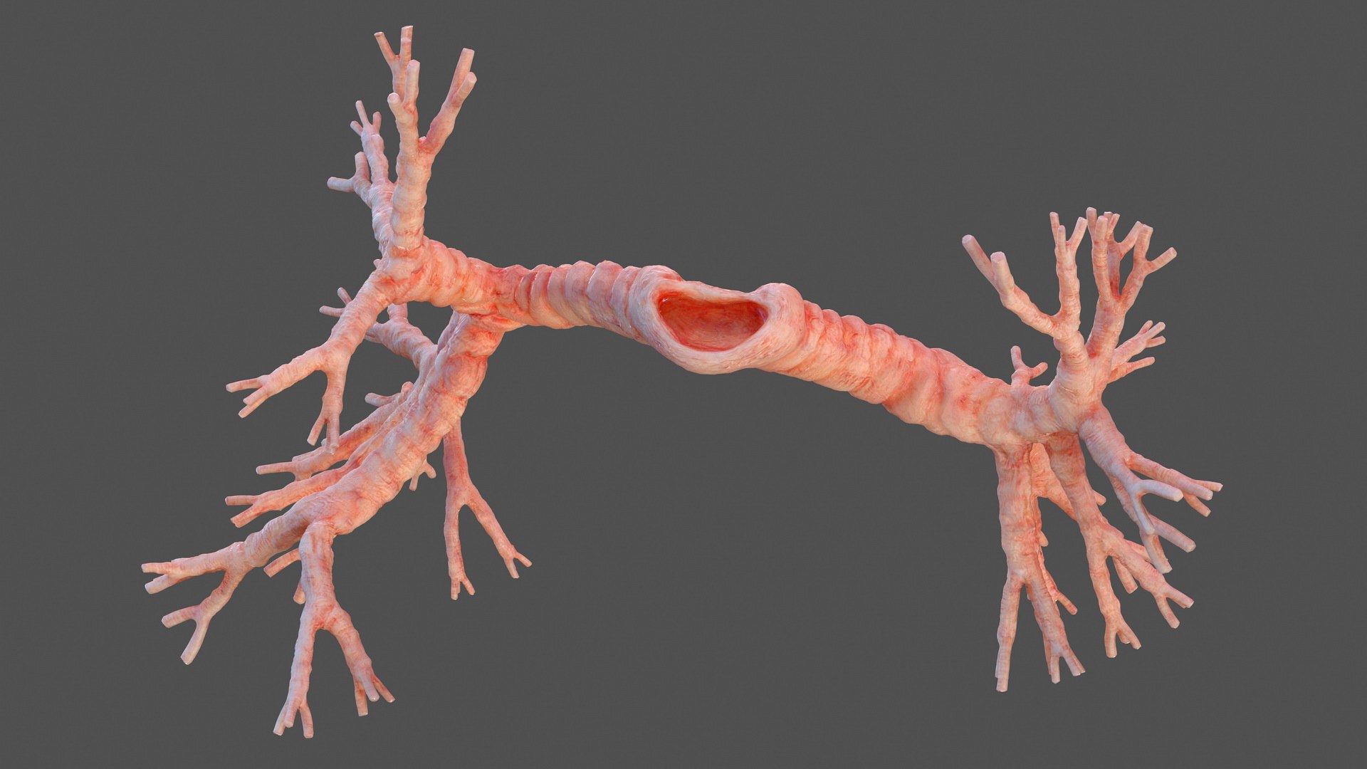 3D Human Bronchi - TurboSquid 1465869