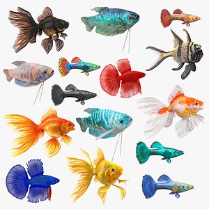 Aquarium Fish Collection 2