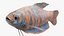 Coleção de Peixes de Aquário 2