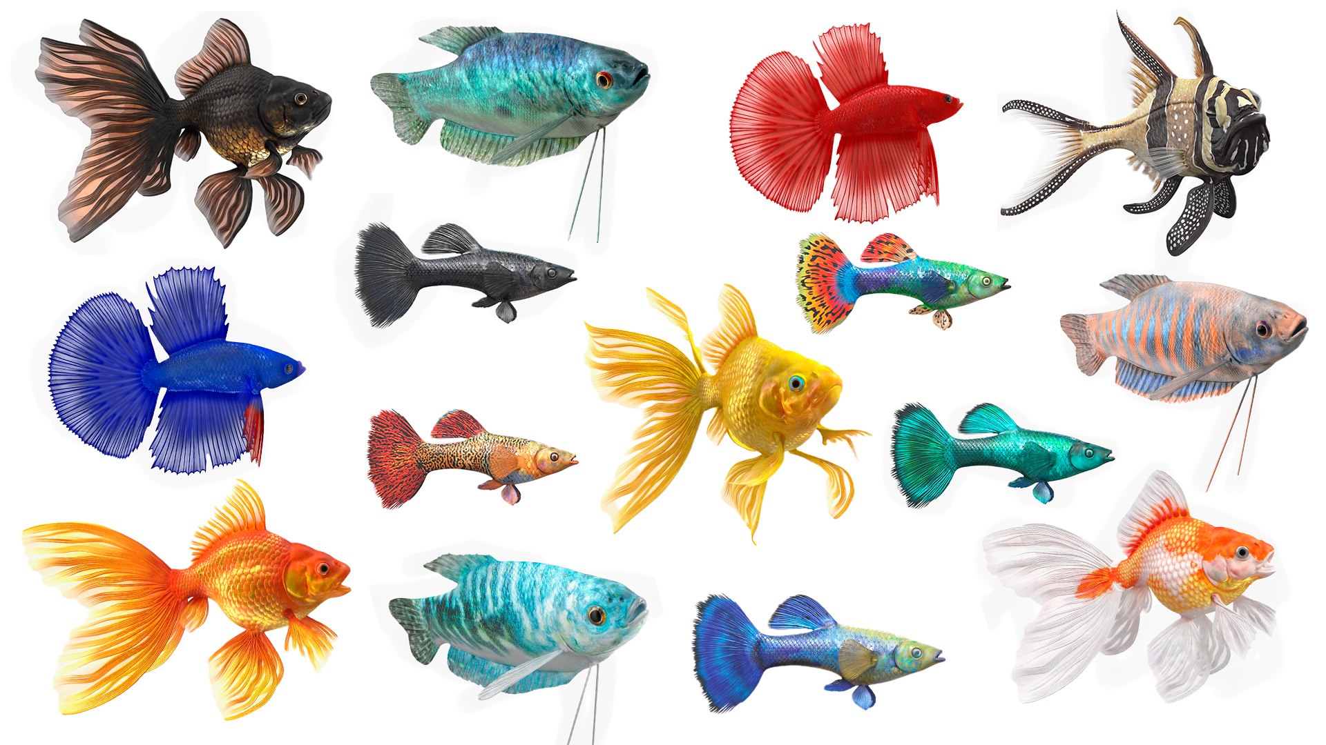 Aquarium Fish Collection 2 3D model https://p.turbosquid.com/ts-thumb/Z5/wUnxAk/Bu/aquarium_fish_collection_2_001/jpg/1770125463/1920x1080/fit_q87/36e7911ecb518e4aec48e8d7ccc842c8f01136b7/aquarium_fish_collection_2_001.jpg
