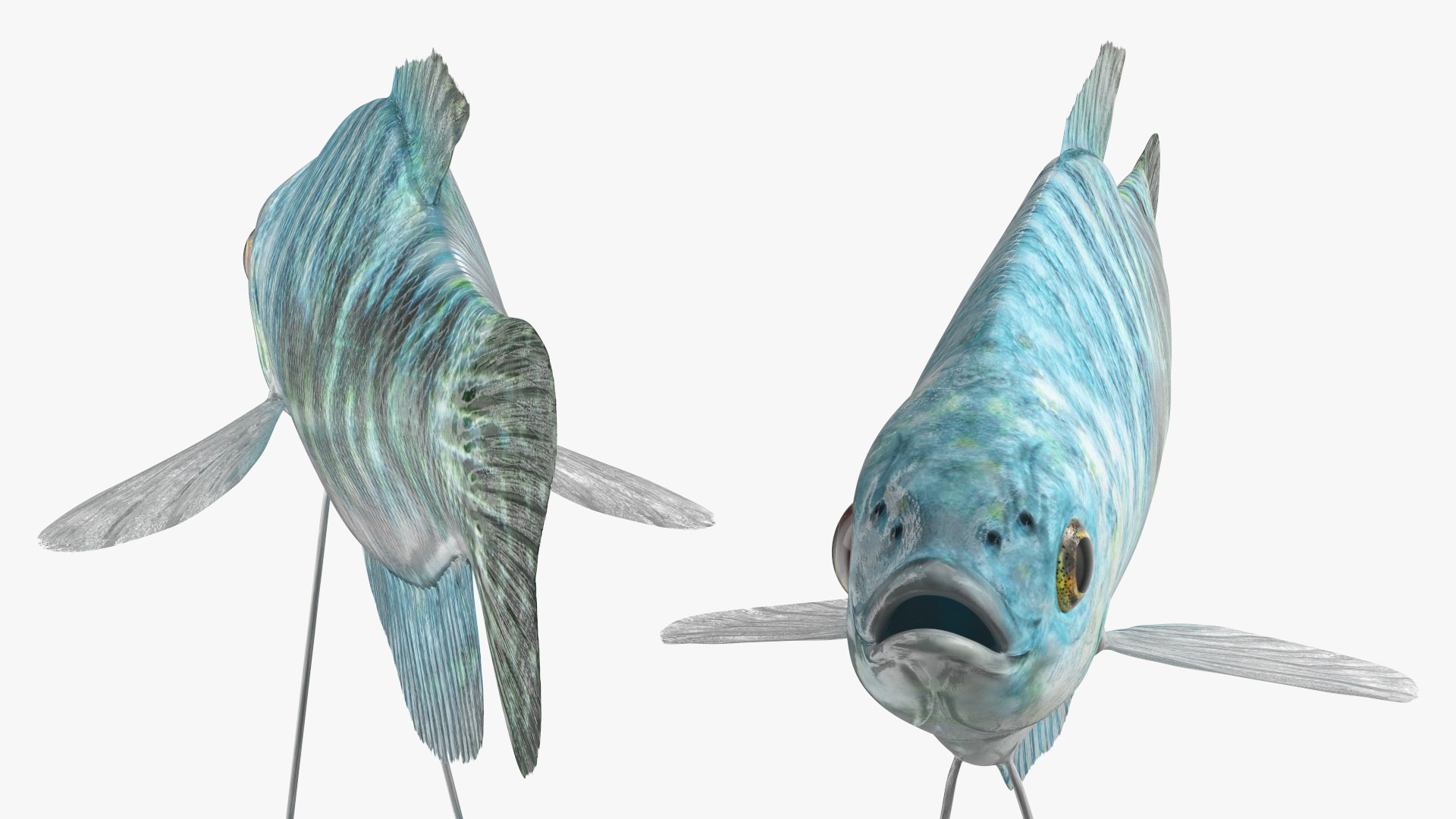 Aquarium Fish Collection 2 3D model https://p.turbosquid.com/ts-thumb/Z5/wUnxAk/CI/aquarium_fish_collection_2_070/jpg/1770125480/1920x1080/fit_q87/d8001f05217180ed979720de457152ef7b4dcd46/aquarium_fish_collection_2_070.jpg