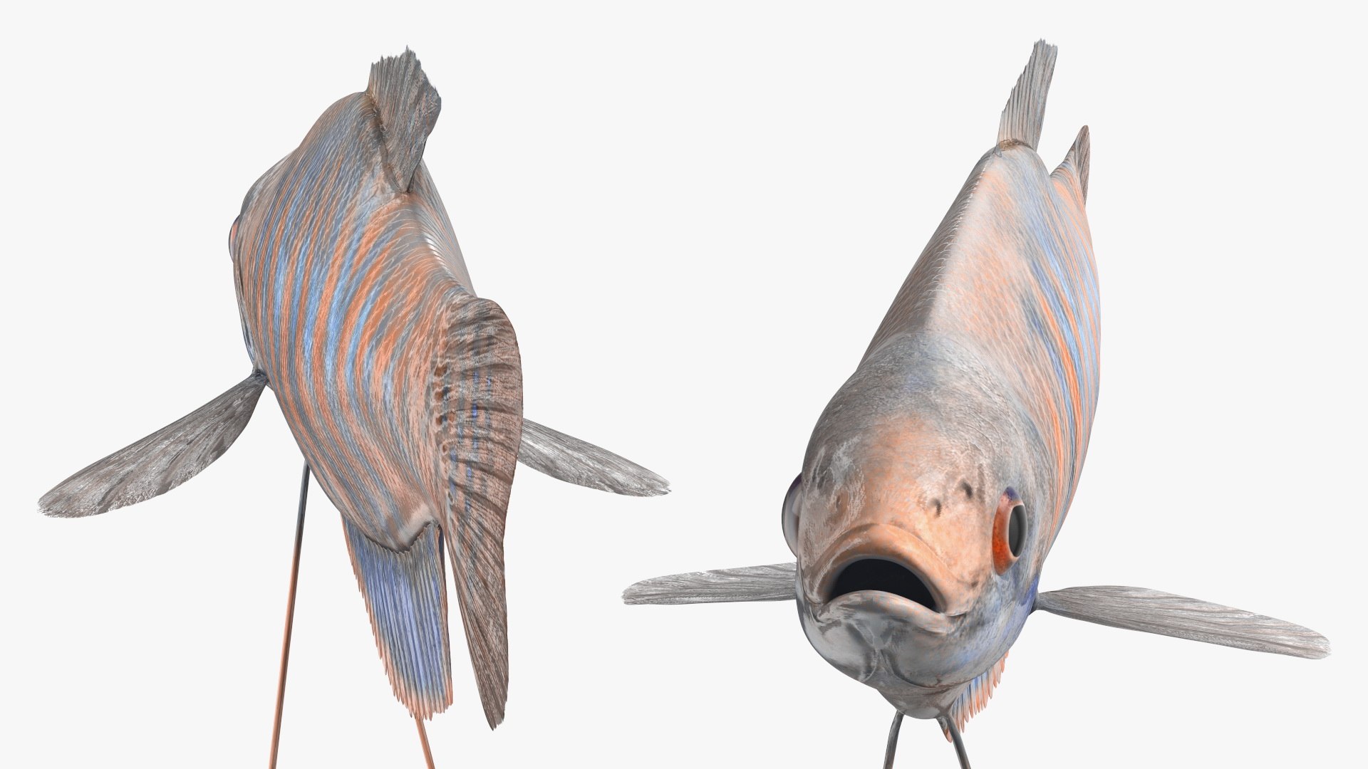 Aquarium Fish Collection 2 3D model https://p.turbosquid.com/ts-thumb/Z5/wUnxAk/Ca/aquarium_fish_collection_2_060/jpg/1770125478/1920x1080/fit_q87/598f039d19bb2d4d05ca762b5125f8e751b0f282/aquarium_fish_collection_2_060.jpg