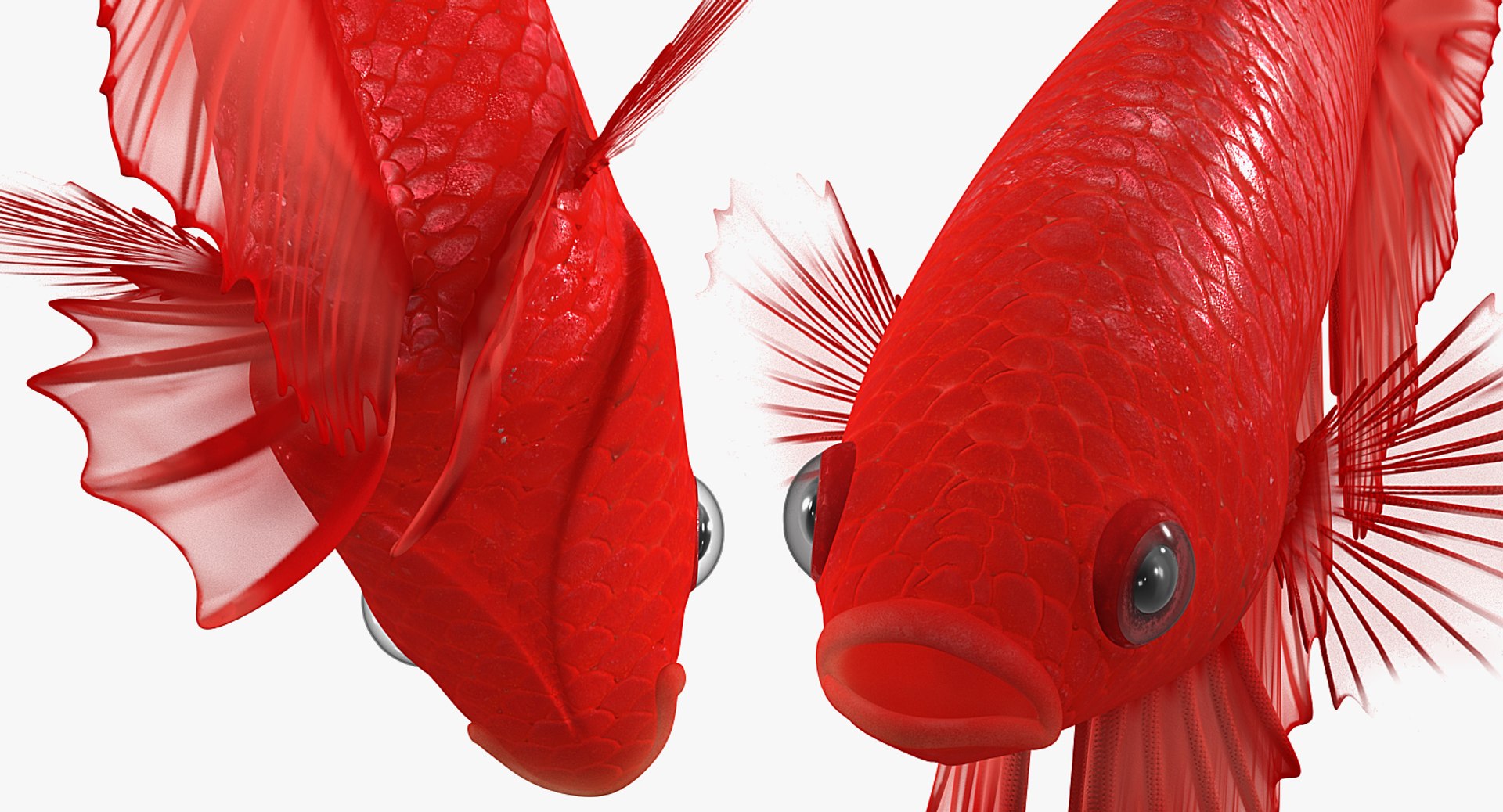 Aquarium Fish Collection 2 3D model https://p.turbosquid.com/ts-thumb/Z5/wUnxAk/F7/aquarium_fish_collection_2_128/jpg/1770125497/1920x1080/fit_q87/e858bf81dfb94de74956e50ae768337906ed1b2b/aquarium_fish_collection_2_128.jpg