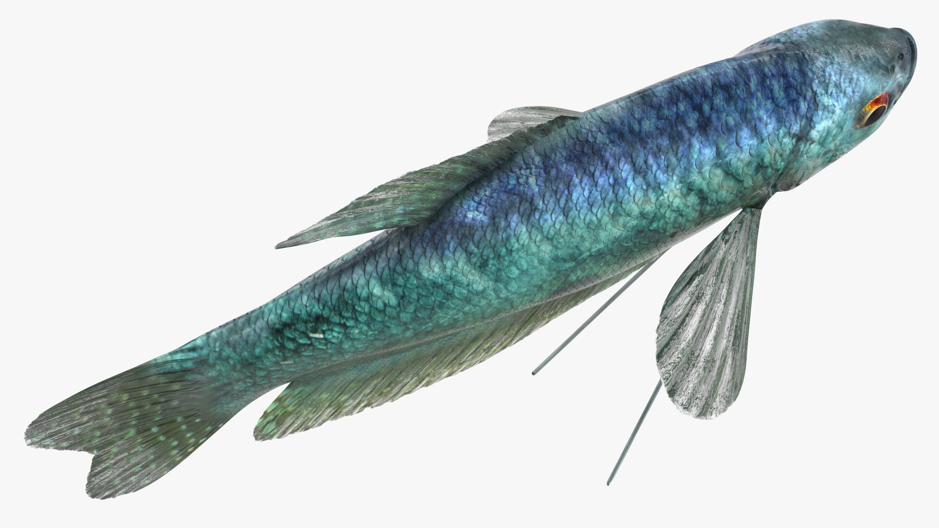 Aquarium Fish Collection 2 3D model https://p.turbosquid.com/ts-thumb/Z5/wUnxAk/FQ/aquarium_fish_collection_2_079/jpg/1770125482/1920x1080/fit_q87/16ba0ab4b6803e3f7af7d31a46f5646312ef3e46/aquarium_fish_collection_2_079.jpg