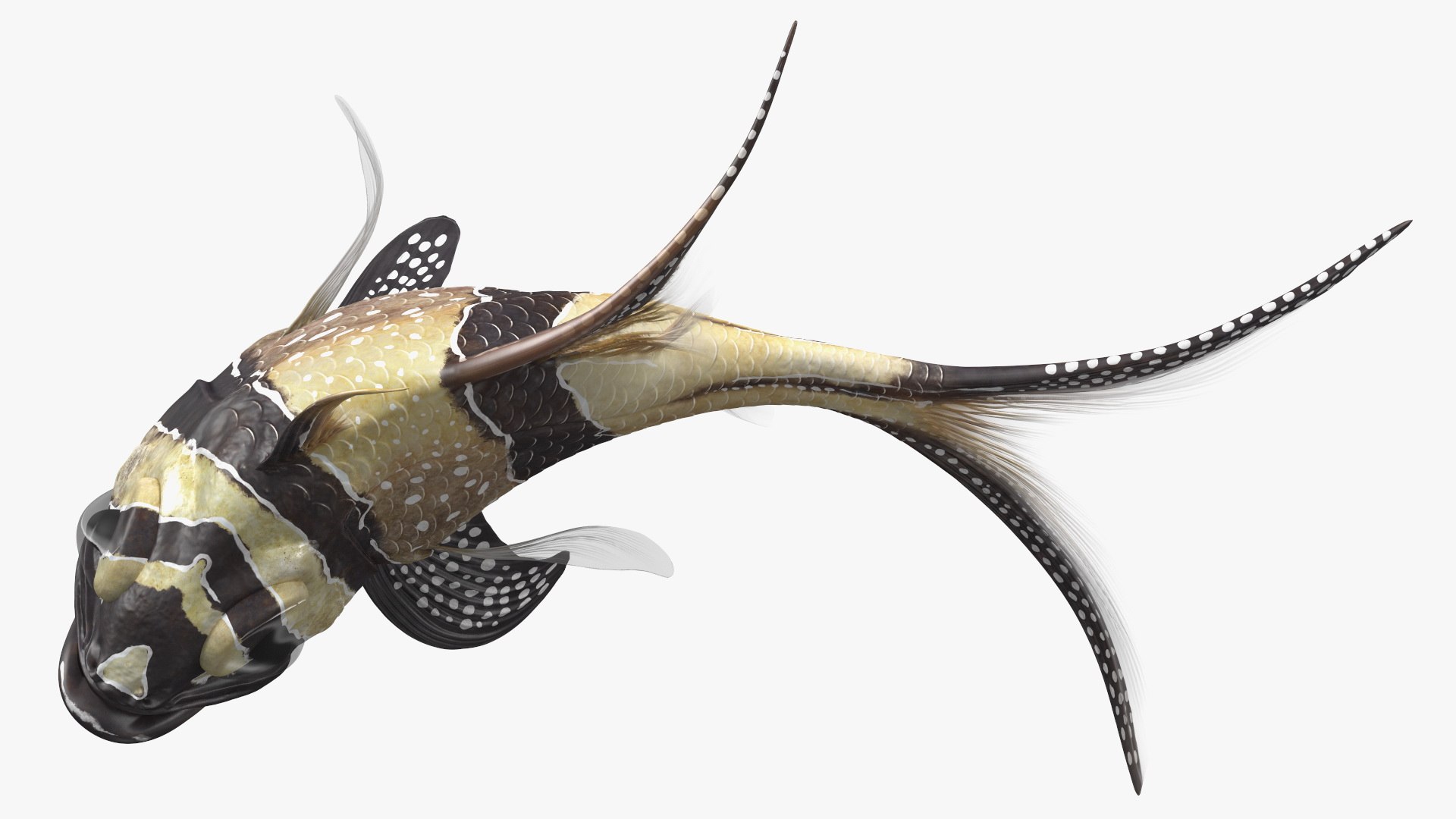 Aquarium Fish Collection 2 3D model https://p.turbosquid.com/ts-thumb/Z5/wUnxAk/GJ/aquarium_fish_collection_2_095/jpg/1770125486/1920x1080/fit_q87/2840e3ded587f68b8a4fc69feb020d97c77bb5fe/aquarium_fish_collection_2_095.jpg
