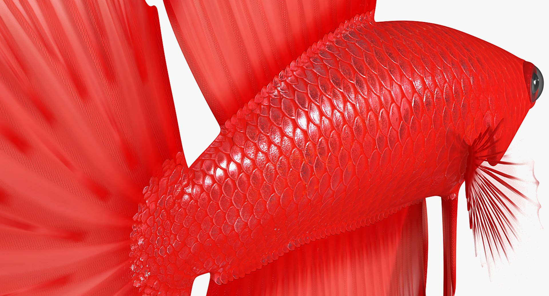 Aquarium Fish Collection 2 3D model https://p.turbosquid.com/ts-thumb/Z5/wUnxAk/MB/aquarium_fish_collection_2_129/jpg/1770125499/1920x1080/fit_q87/635afa1b3cdbee330eb7a0e5dc3c7b02af62ad4c/aquarium_fish_collection_2_129.jpg