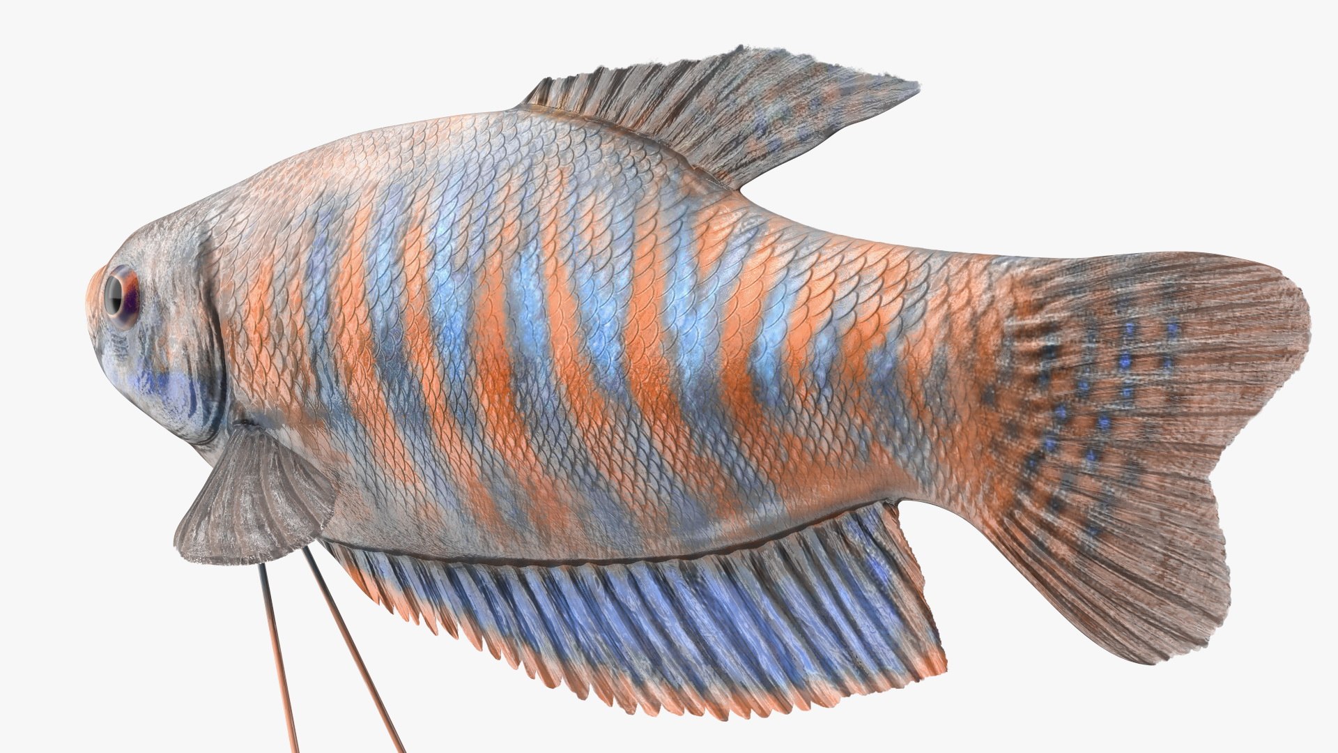 Aquarium Fish Collection 2 3D model https://p.turbosquid.com/ts-thumb/Z5/wUnxAk/Nx/aquarium_fish_collection_2_059/jpg/1770125478/1920x1080/fit_q87/b1d0019d75d226b5d0452d29f18144fc9c90e8c2/aquarium_fish_collection_2_059.jpg