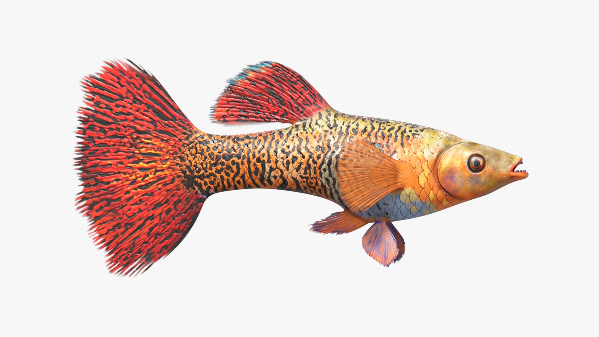 Aquarium Fish Collection 2 3D model https://p.turbosquid.com/ts-thumb/Z5/wUnxAk/QM/aquarium_fish_collection_2_007/jpg/1770125463/1920x1080/fit_q87/d6b022a885cac22e978dee9b7192b7d8d29a3f90/aquarium_fish_collection_2_007.jpg