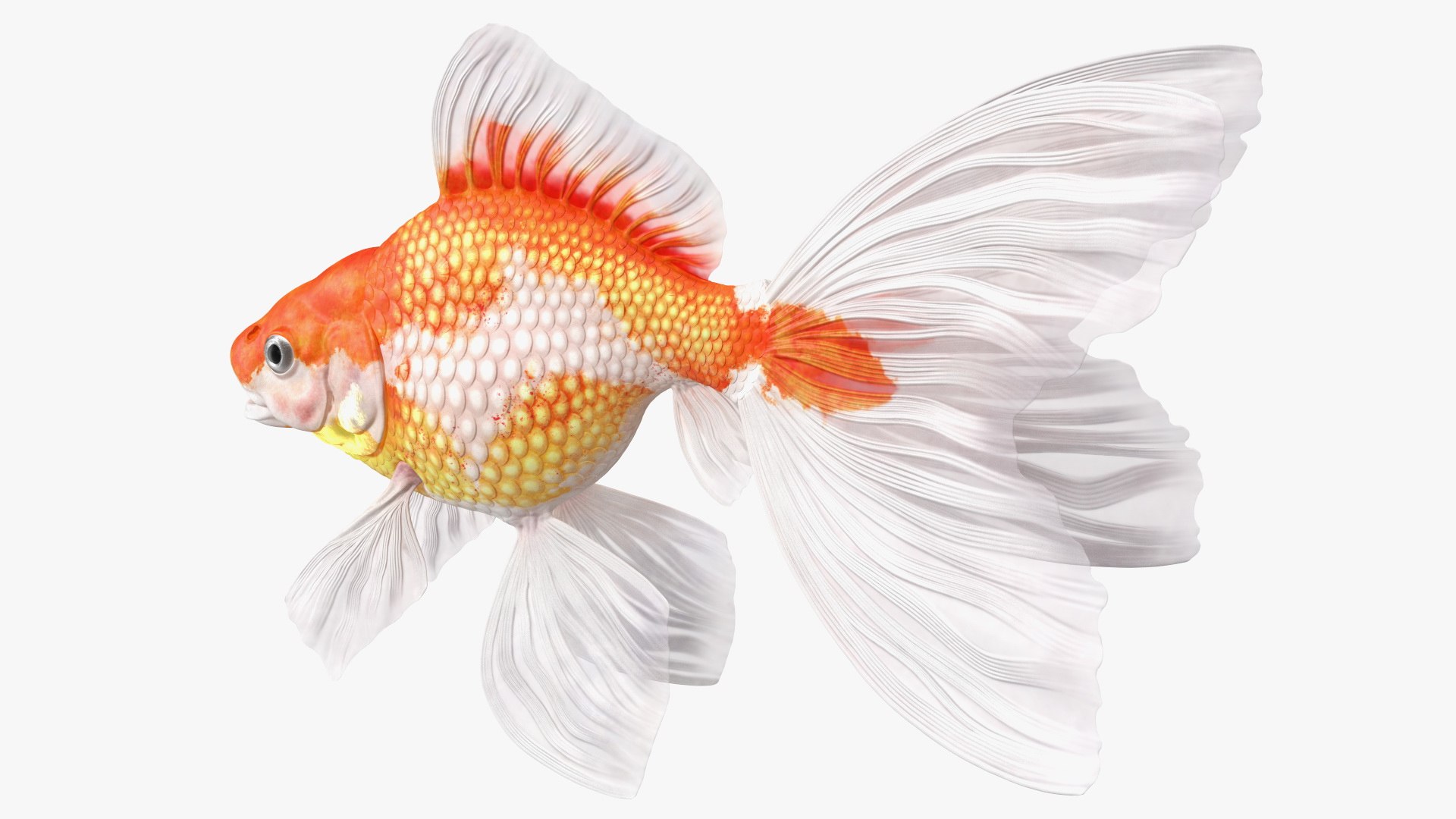 Aquarium Fish Collection 2 3D model https://p.turbosquid.com/ts-thumb/Z5/wUnxAk/YP/aquarium_fish_collection_2_120/jpg/1770125493/1920x1080/fit_q87/7e0de3ee26e6cd3eca6f577afc8991376c8601ca/aquarium_fish_collection_2_120.jpg